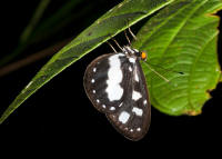 Tellervo assarica YapenIs Papua DSP001a small - Learn Butterflies